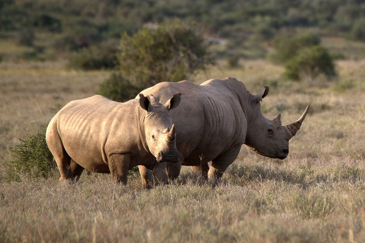 10 Day Safari -Joburg-Kruger -Isimangaliso-Drakensberg- C/Town - Photo 1 of 25